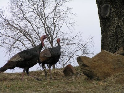 wild turkeys!